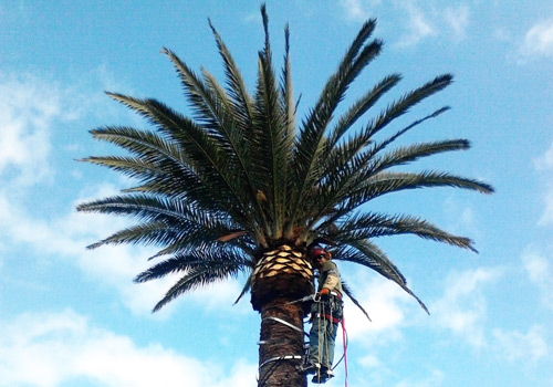 Mantenimiento de palmeras y árboles Tenerife