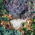 Trockener Charme im Sukkulenten-Garten