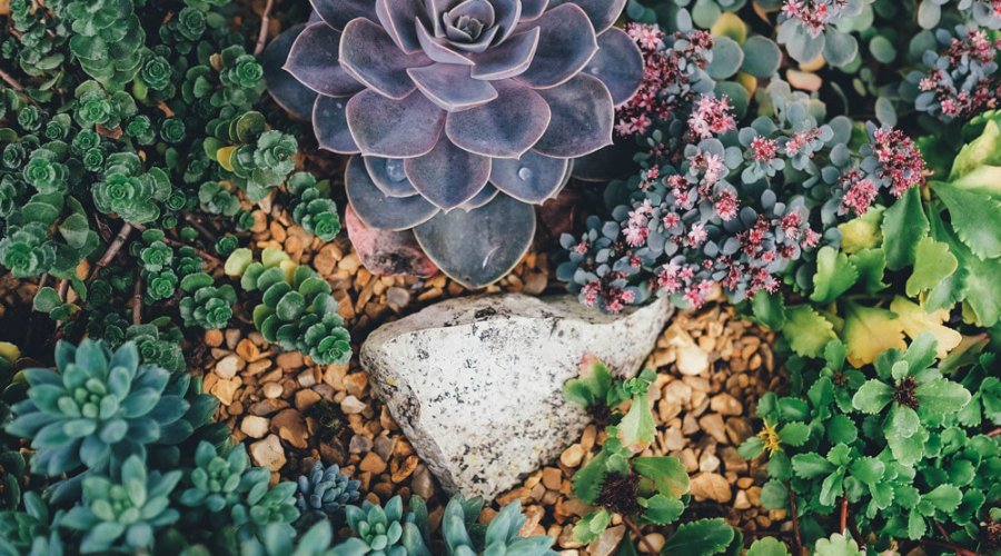 Trockener Charme im Sukkulenten-Garten