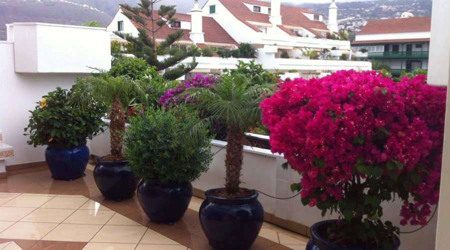 Meine Terrassen-Oase auf Teneriffa