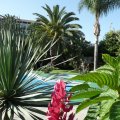 Palmengarten-Paradies auf Teneriffa