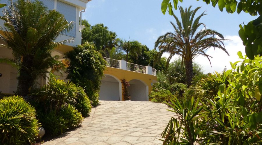 Palmenpflege auf Teneriffa will gelernt sein