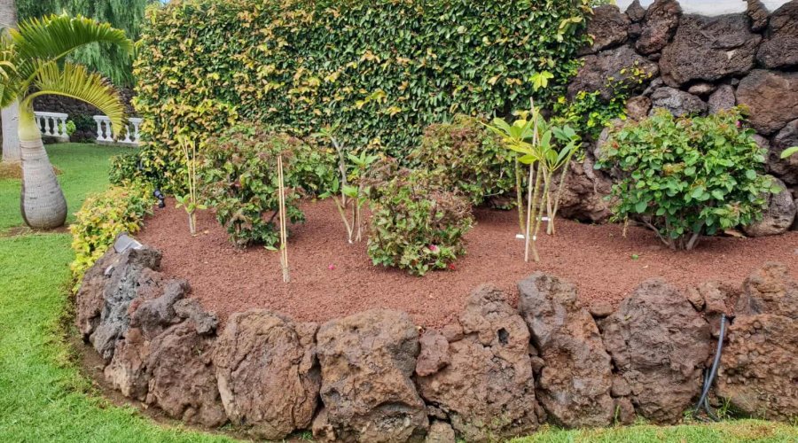 Mein Pflanzenparadies auf Teneriffa