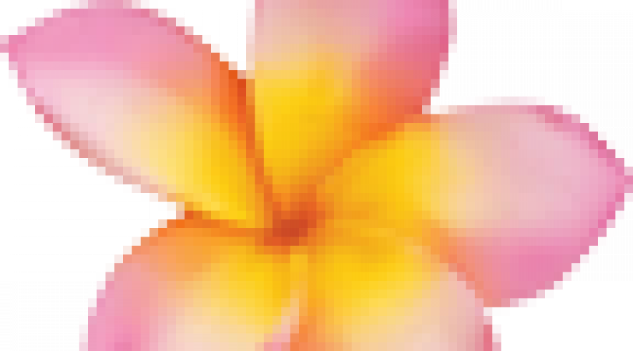 Exotische Blütenpracht mit Franchipani