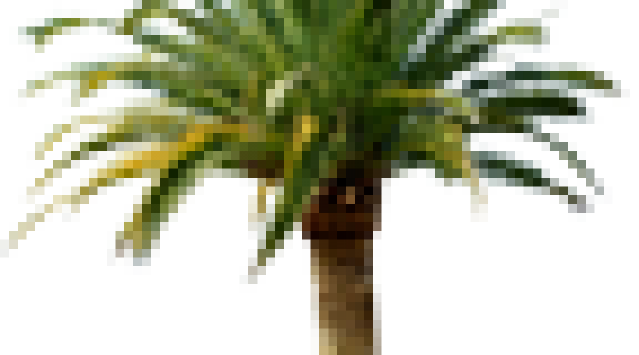 Palmengarten-Paradies auf Teneriffa