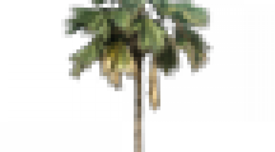 Palmenpflege auf Teneriffa will gelernt sein