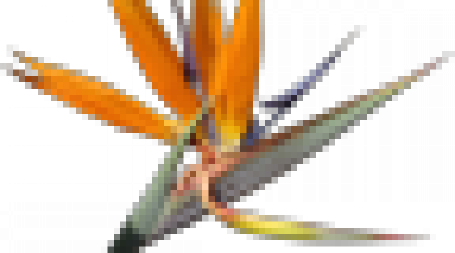 Mein Pflanzenparadies auf Teneriffa