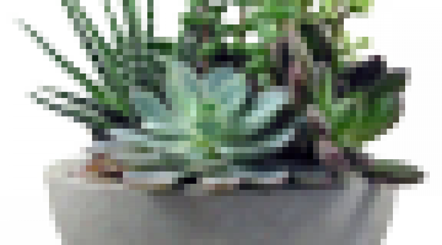 Trockener Charme im Sukkulenten-Garten